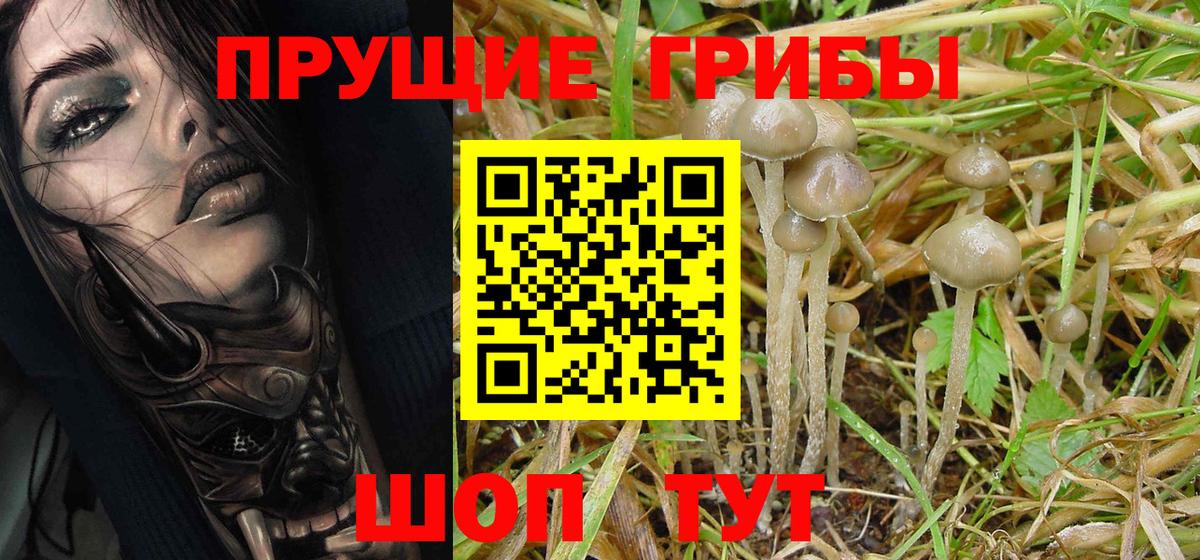 Псилоцибиновые грибы Cubensis Искитим